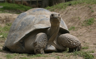 Galápagos Tortoise #1