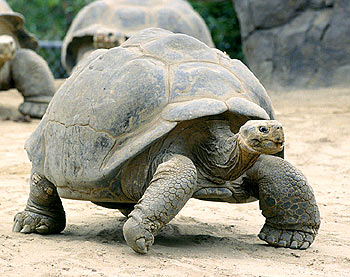 Galápagos Tortoise #5