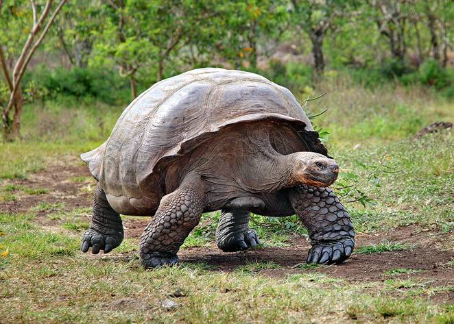 Galápagos Tortoise #7