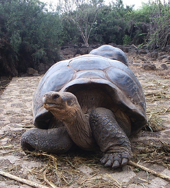 Nice Images Collection: Galápagos Tortoise Desktop Wallpapers