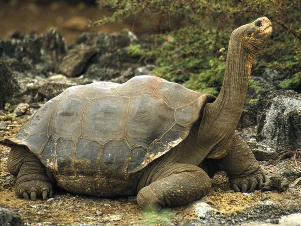 Amazing Galápagos Tortoise Pictures & Backgrounds