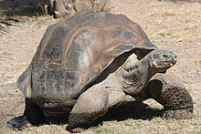 Galápagos Tortoise #15