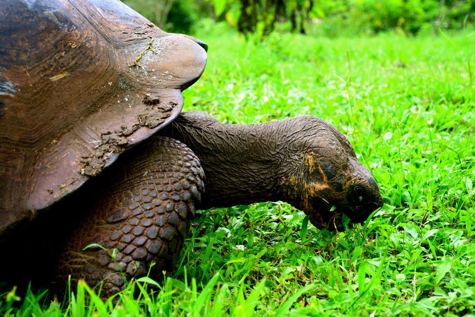 Galápagos Tortoise #3