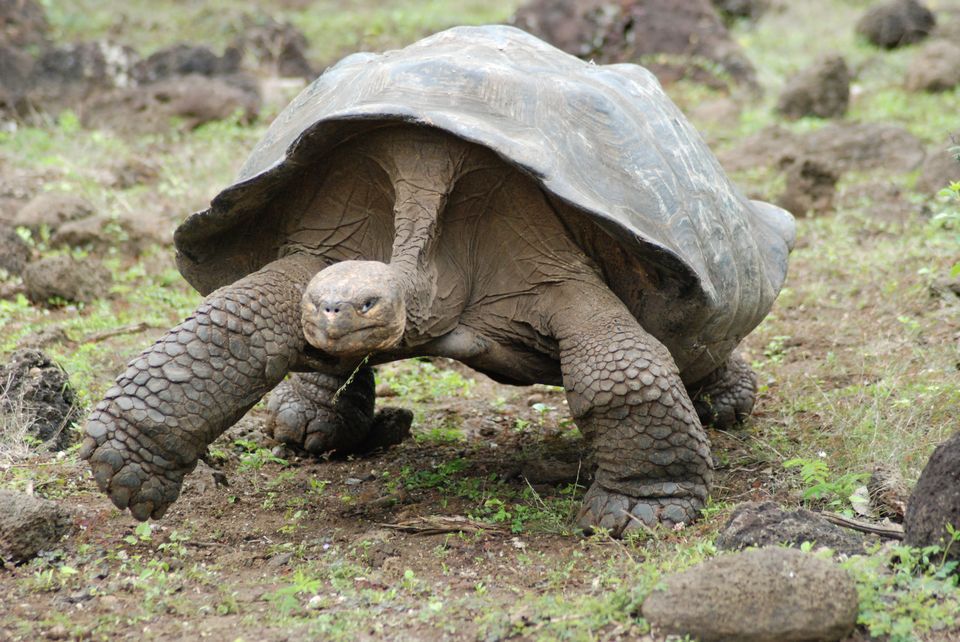 Galápagos Tortoise #12