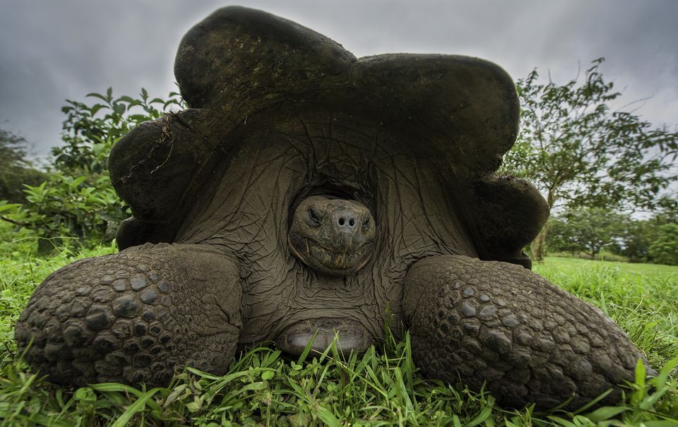 Galápagos Tortoise #9