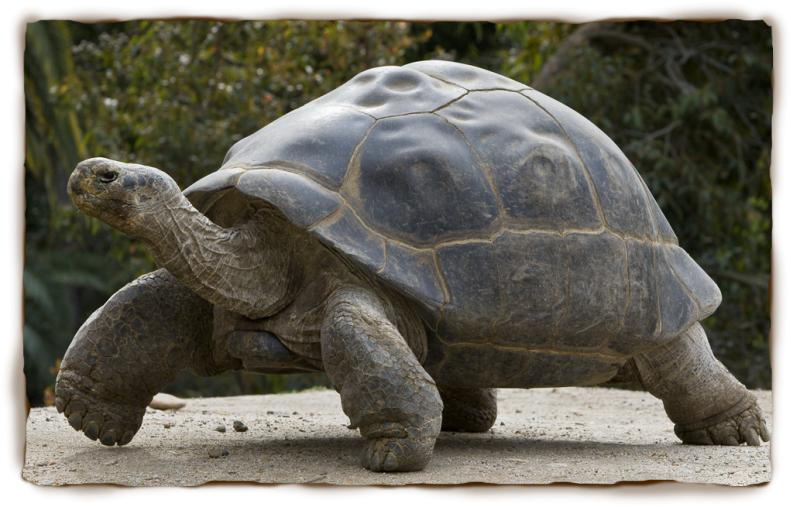 Galápagos Tortoise Pics, Animal Collection