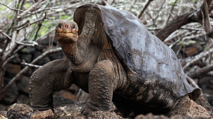 Galápagos Tortoise #13