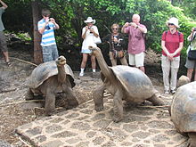 Galápagos Tortoise #10