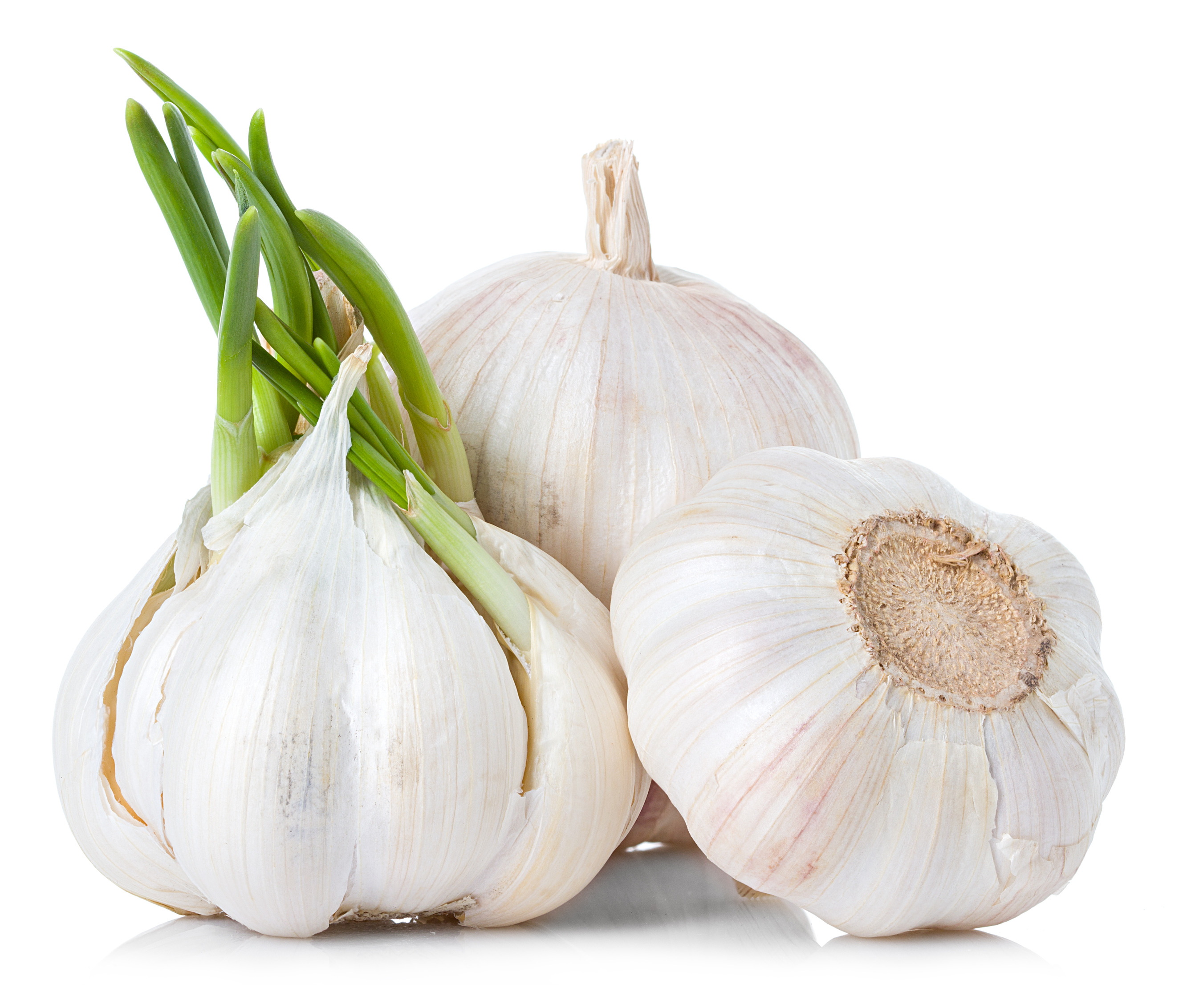 Garlic #11