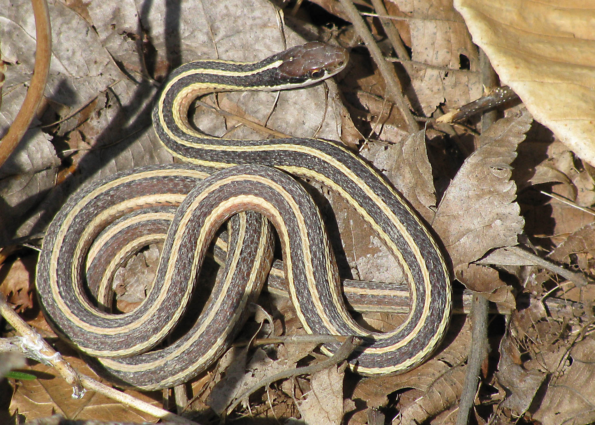 Images of Garter Snake | 2044x1460