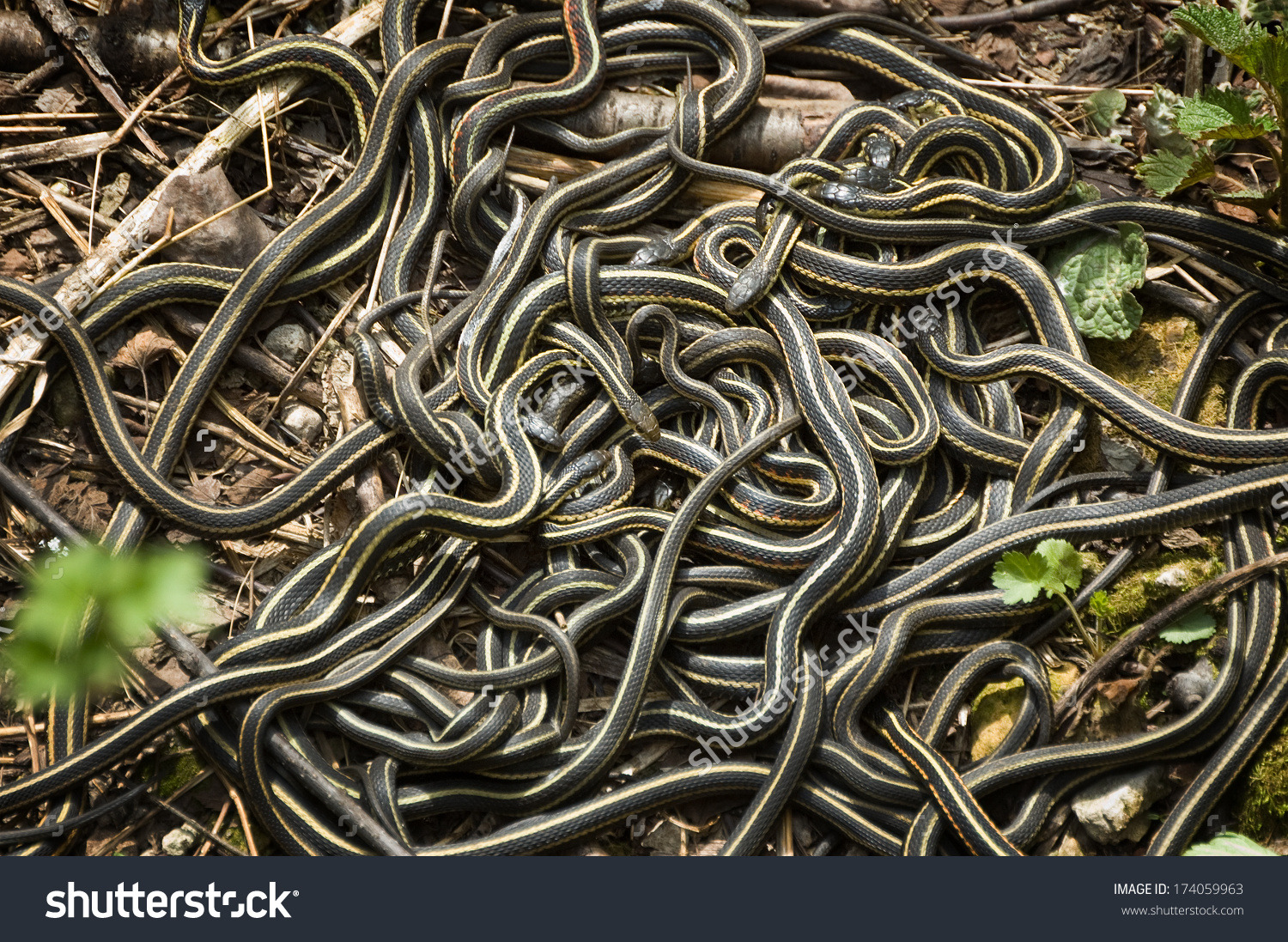 Garter Snake Pics, Animal Collection