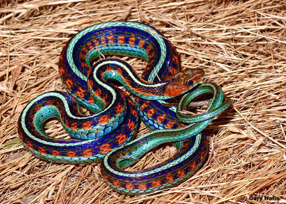 Garter Snake Backgrounds on Wallpapers Vista