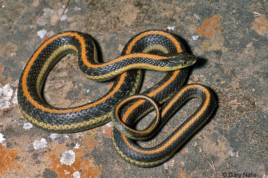 Nice Images Collection: Garter Snake Desktop Wallpapers