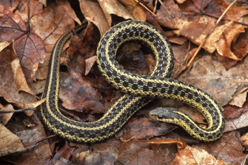 Images of Garter Snake | 350x233