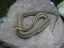 Garter Snake Backgrounds, Compatible - PC, Mobile, Gadgets| 220x165 px