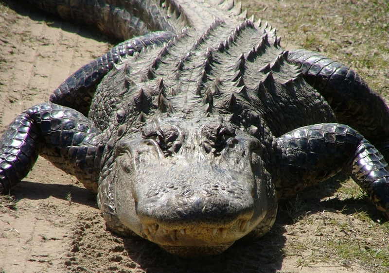 Amazing Gator Pictures & Backgrounds