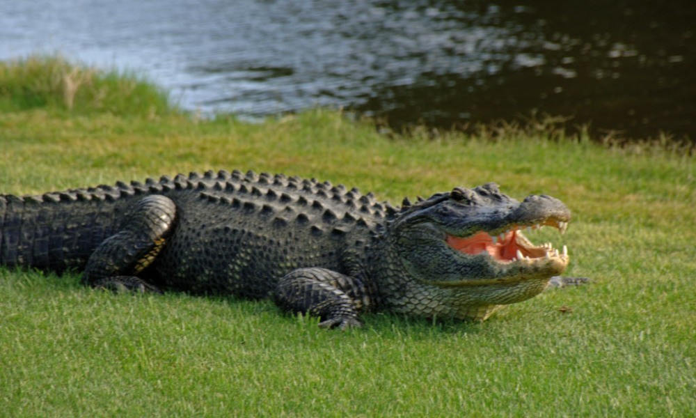Images of Gator | 1000x600