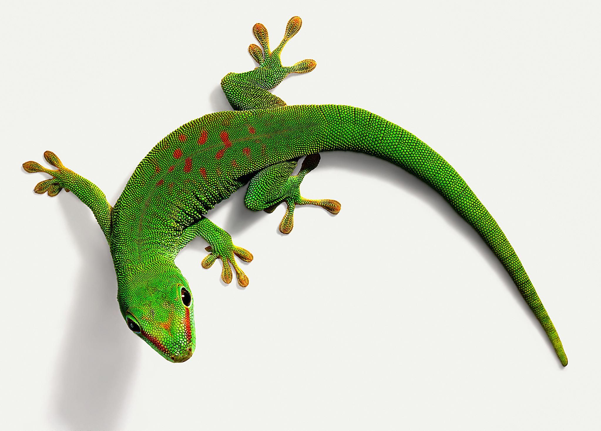Gecko Backgrounds on Wallpapers Vista