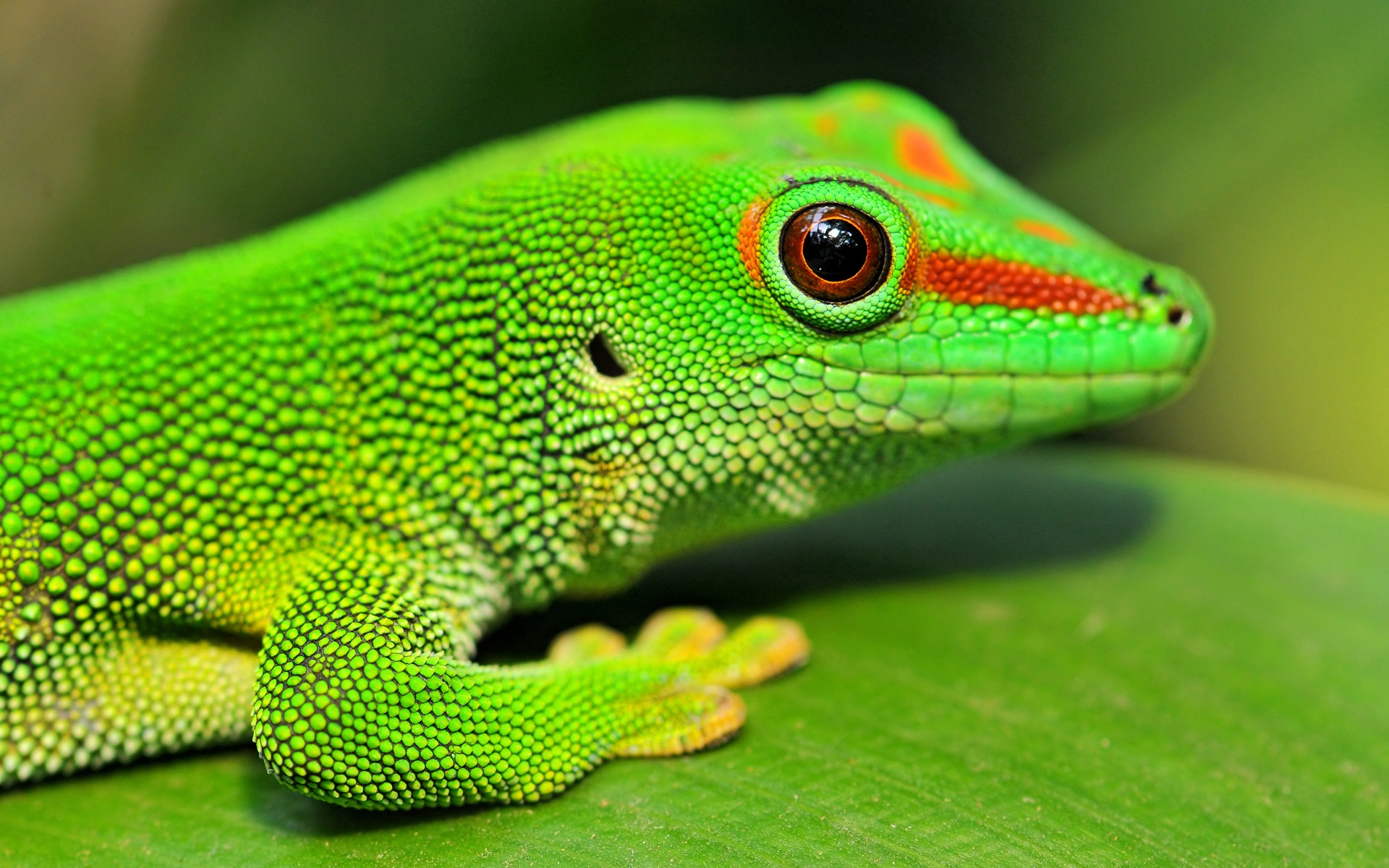 Gecko High Quality Background on Wallpapers Vista