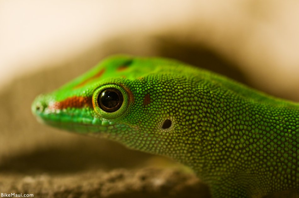 Nice Images Collection: Gecko Desktop Wallpapers