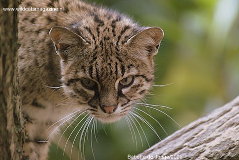 HD Quality Wallpaper | Collection: Animal, 480x322 Geoffroy's Cat
