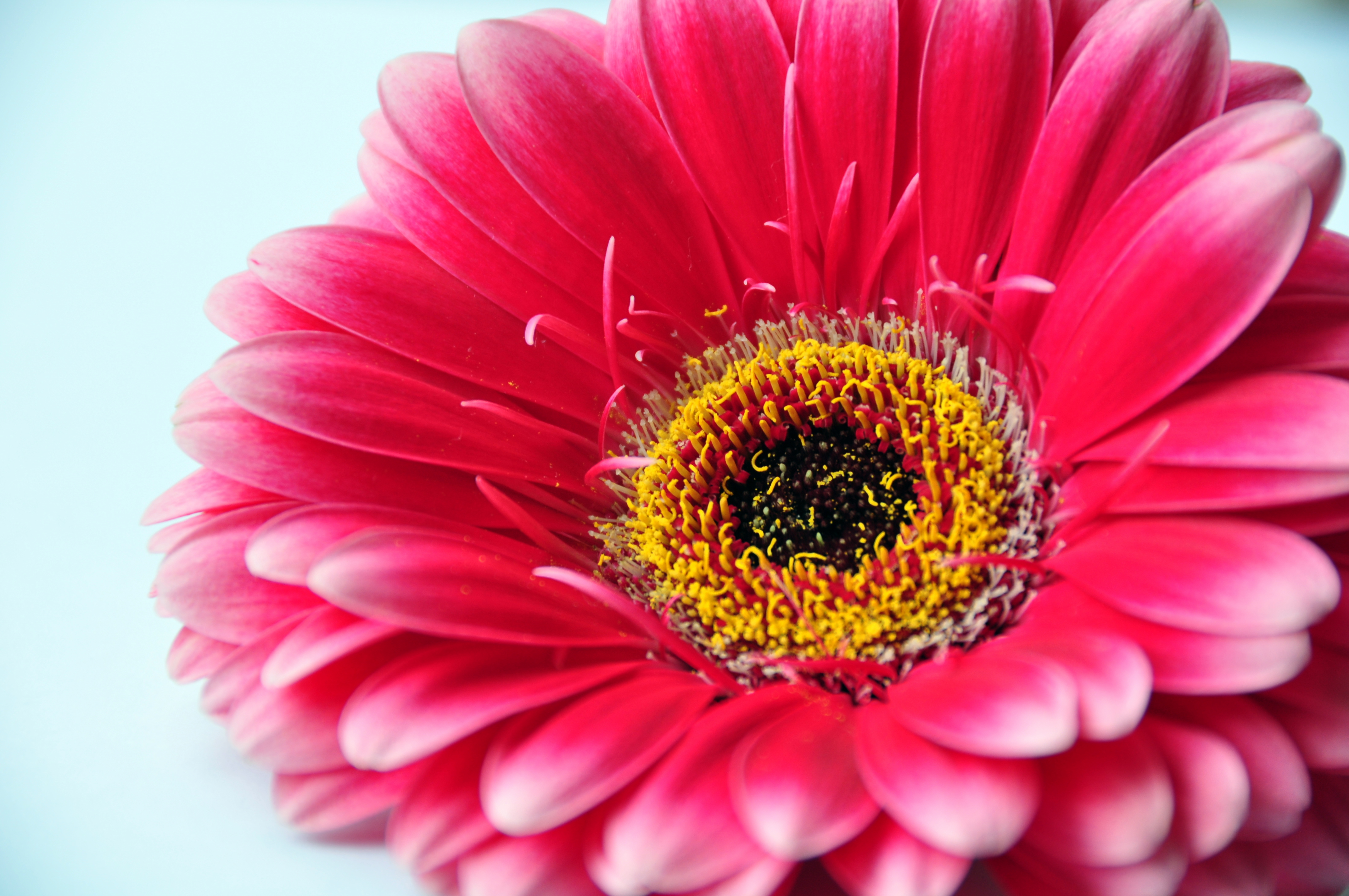 Amazing Gerbera Pictures & Backgrounds