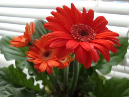 Gerbera High Quality Background on Wallpapers Vista
