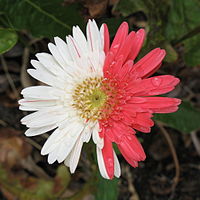 Gerbera High Quality Background on Wallpapers Vista
