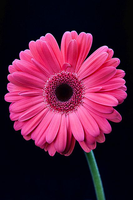Amazing Gerbera Pictures & Backgrounds