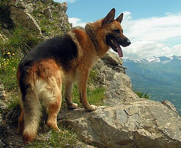 German Shepherd #21