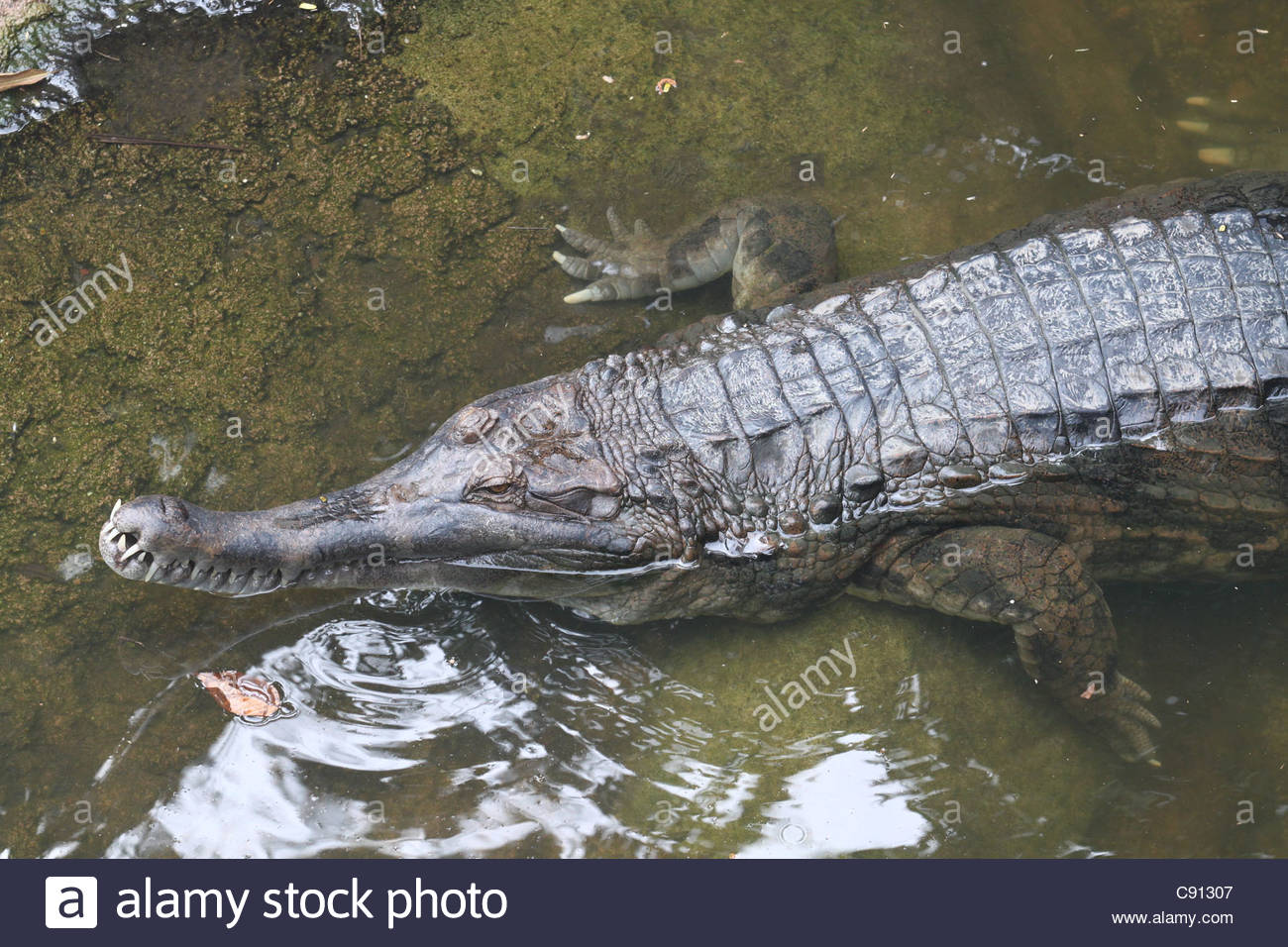 Gharial Backgrounds, Compatible - PC, Mobile, Gadgets| 1300x956 px
