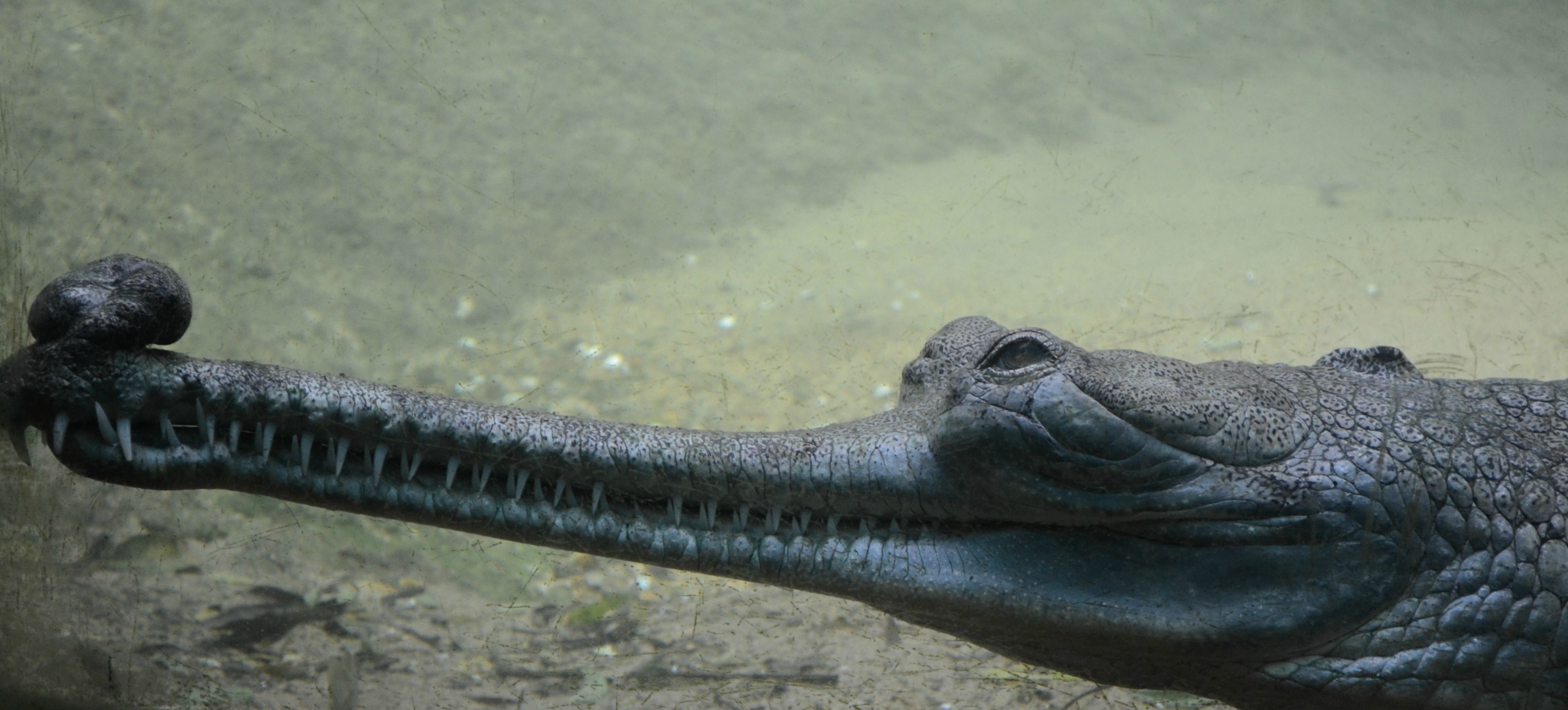 Gharial Pics, Animal Collection