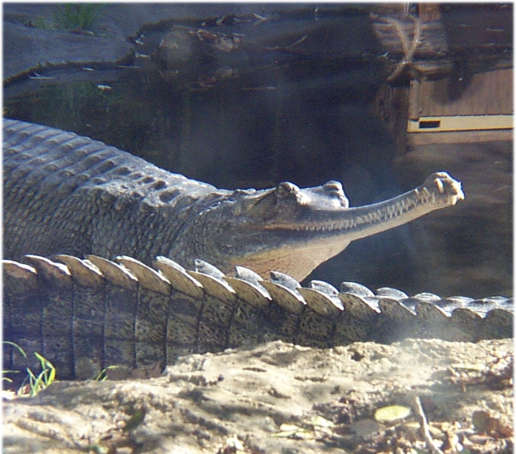 Gharial High Quality Background on Wallpapers Vista