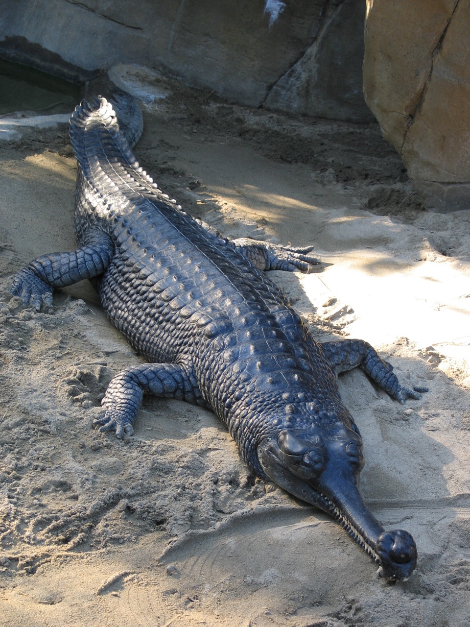 Gharial High Quality Background on Wallpapers Vista