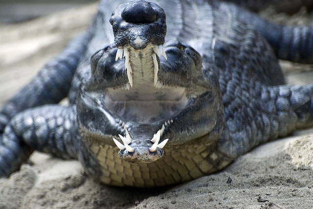 Images of Gharial | 640x429