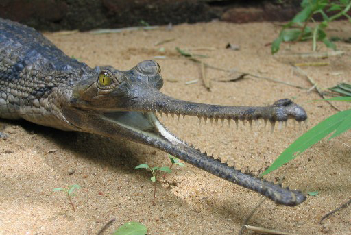 Images of Gharial | 512x343