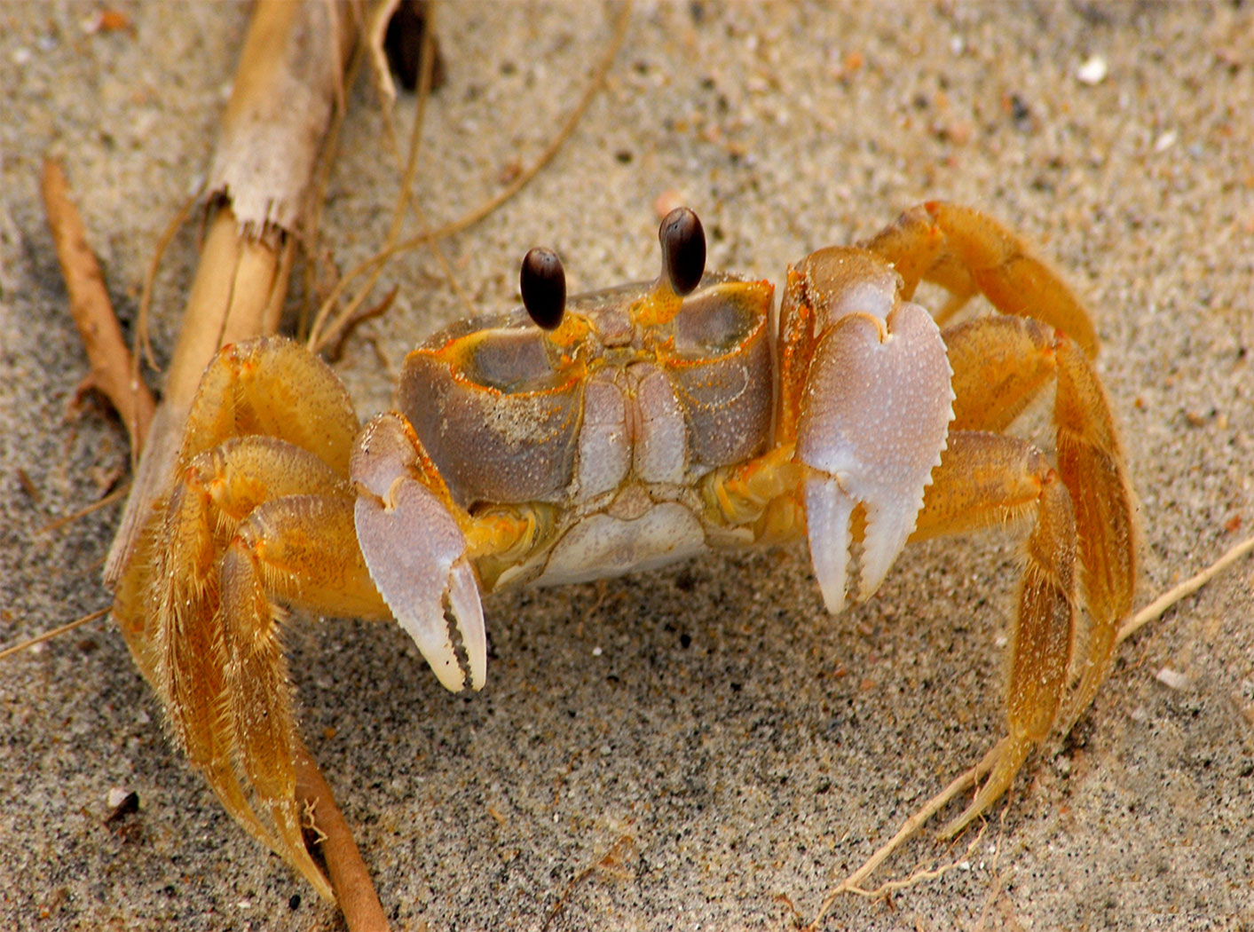 Nice Images Collection: Ghost Crab Desktop Wallpapers
