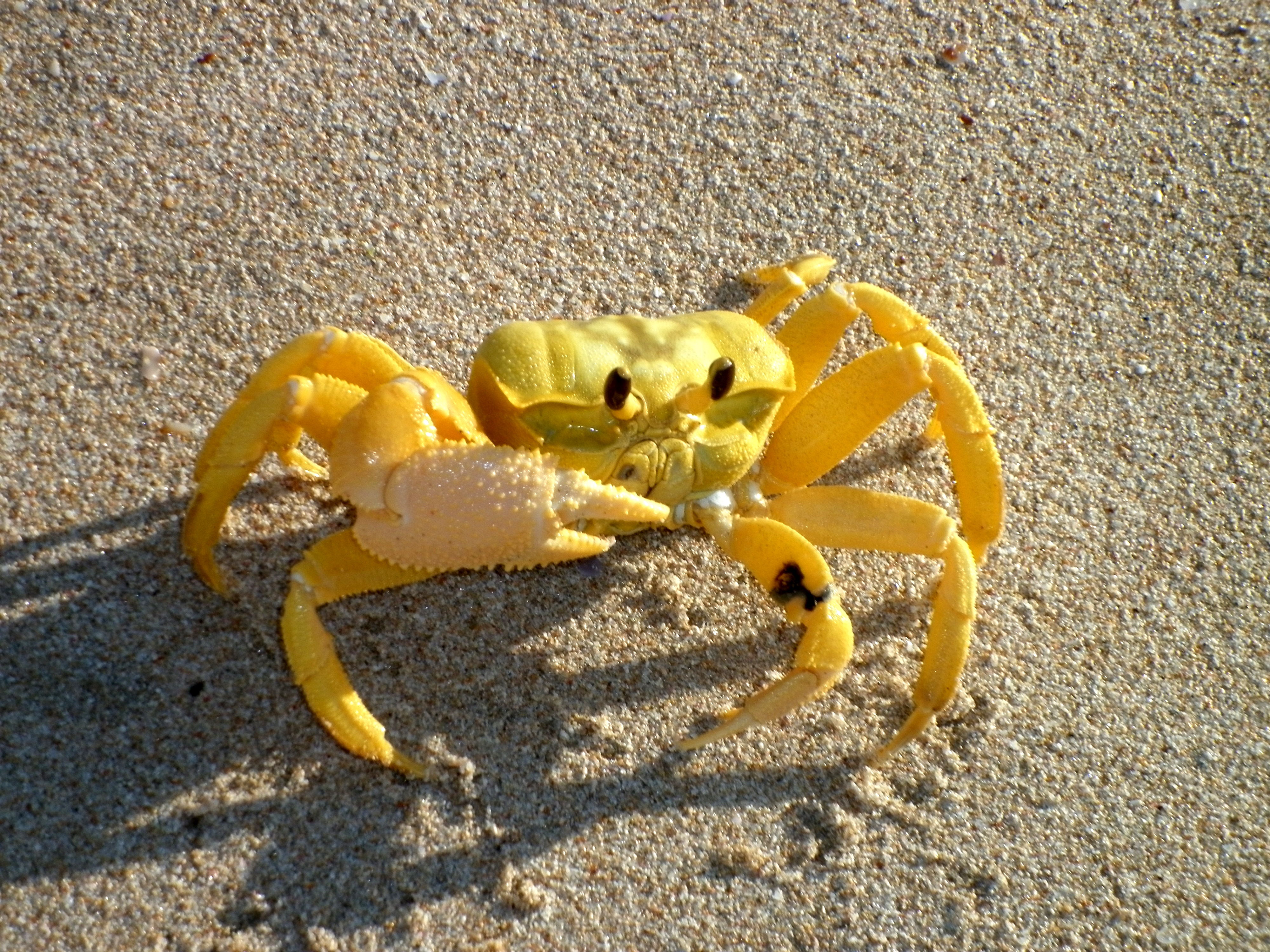 Amazing Ghost Crab Pictures & Backgrounds