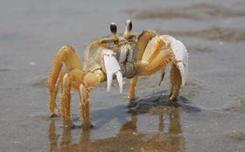 Ghost Crab #23