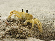 Ghost Crab #13