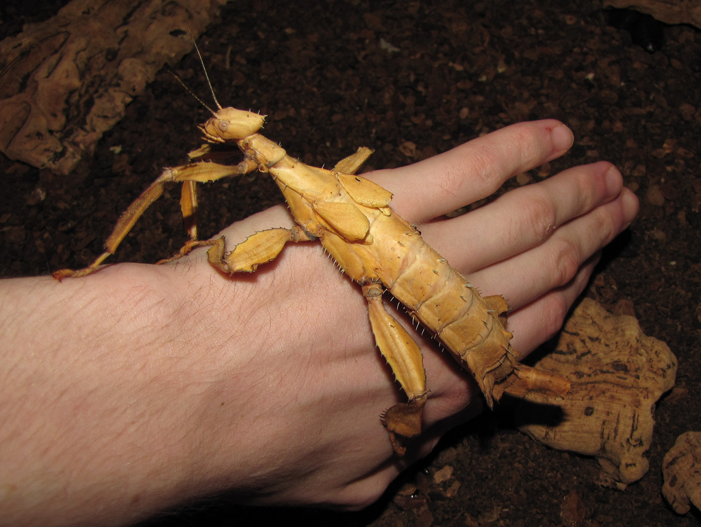 HQ Giant Spiny Stick Insect Wallpapers | File 361.52Kb