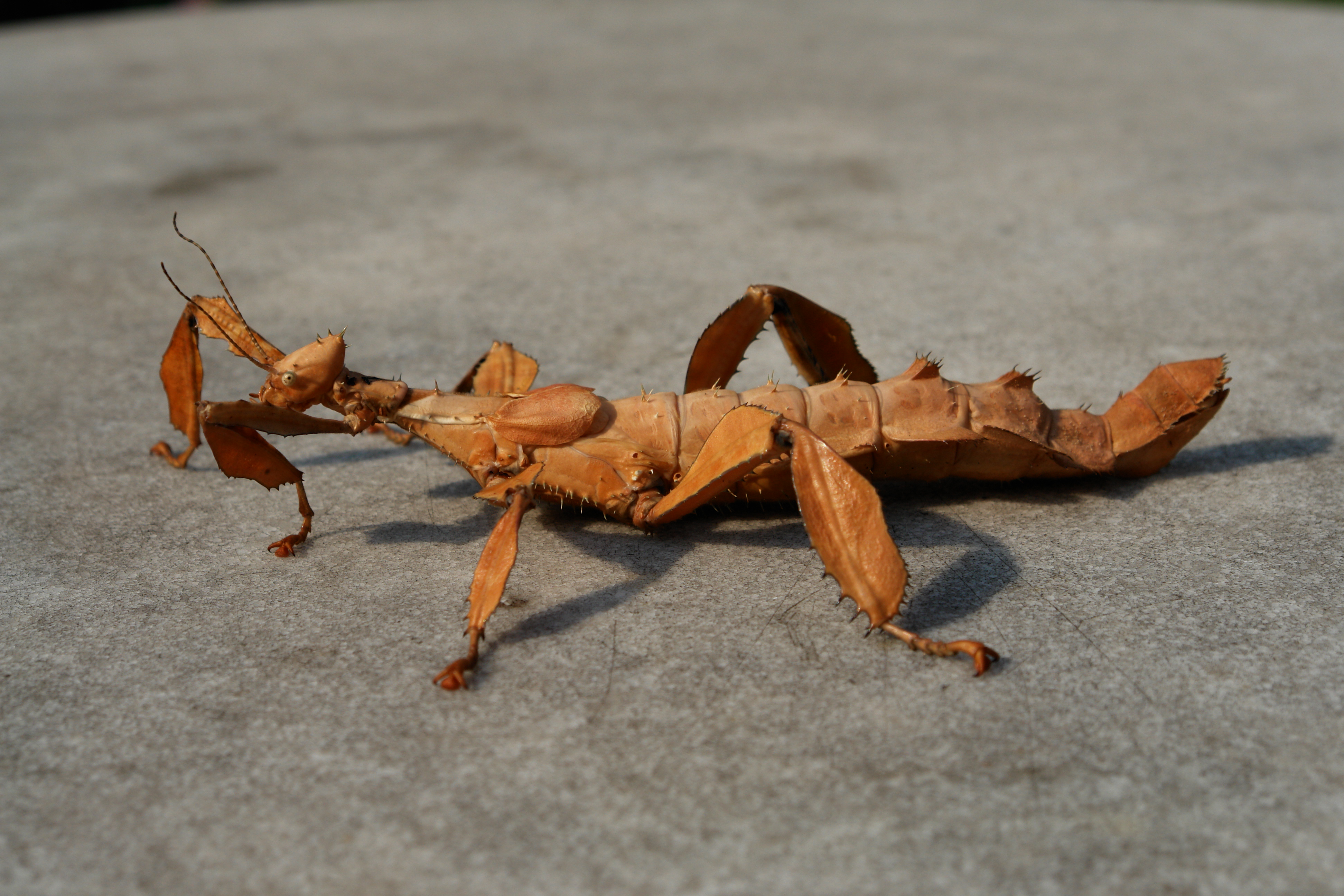 Amazing Giant Spiny Stick Insect Pictures & Backgrounds