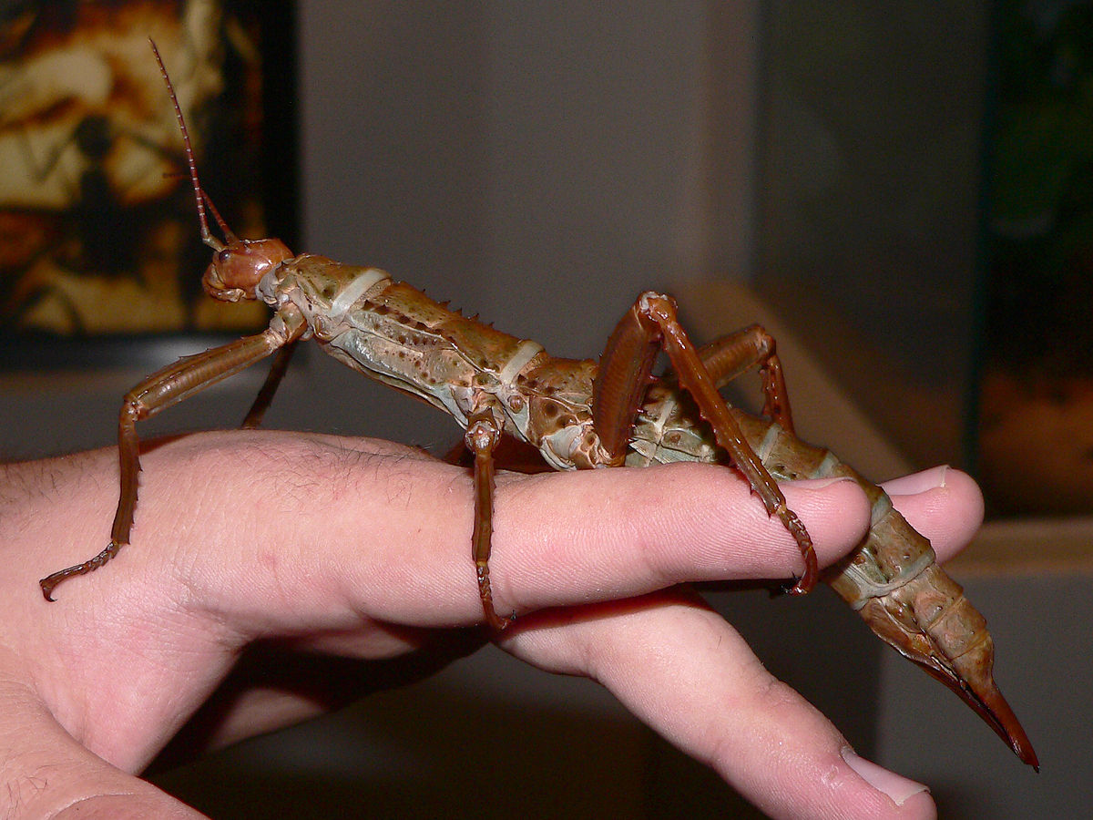 High Resolution Wallpaper | Giant Spiny Stick Insect 1200x900 px