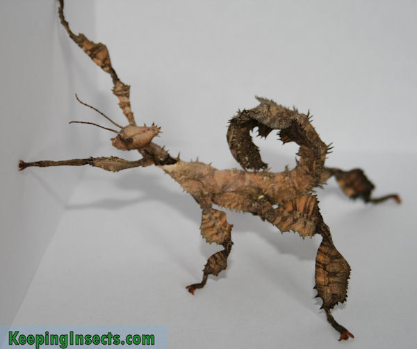 Giant Spiny Stick Insect Pics, Animal Collection