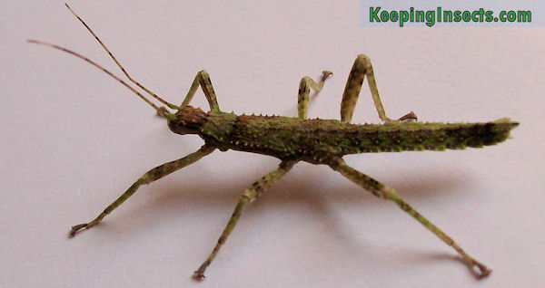 600x318 > Giant Spiny Stick Insect Wallpapers
