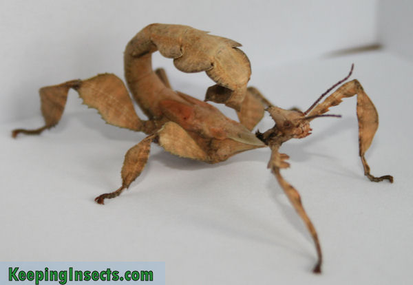 Giant Spiny Stick Insect #18