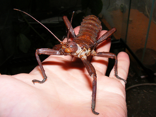 High Resolution Wallpaper | Giant Spiny Stick Insect 500x375 px