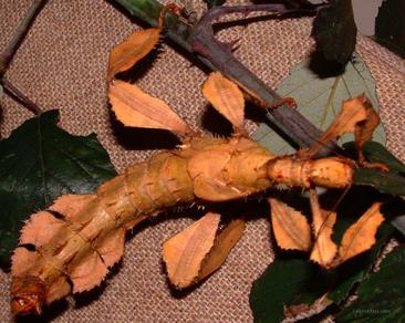 Giant Spiny Stick Insect HD wallpapers, Desktop wallpaper - most viewed