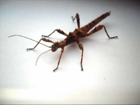 480x360 > Giant Spiny Stick Insect Wallpapers