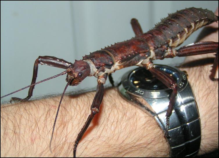 Giant Spiny Stick Insect #16